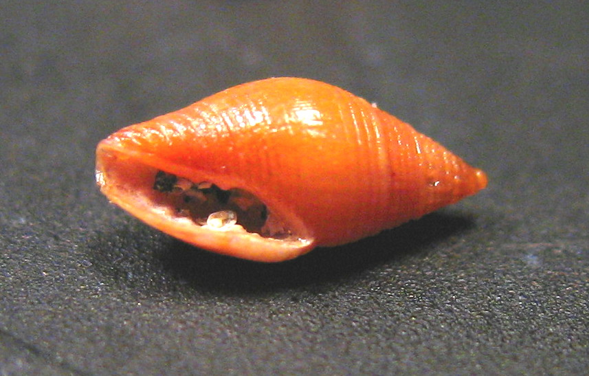 Mitrolumna melitensis